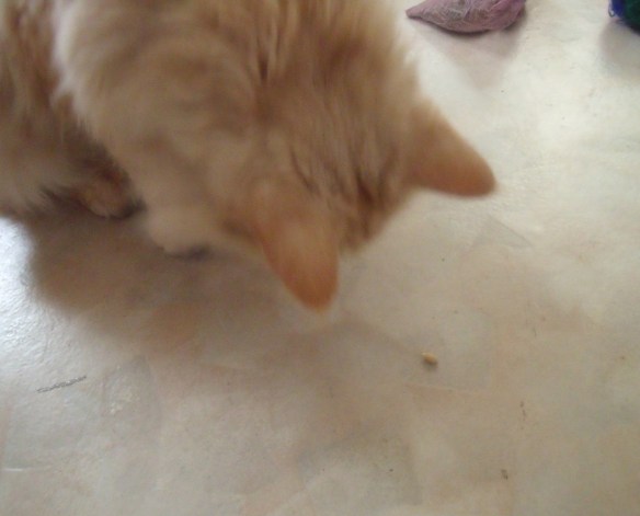 Yep, that's a lemon pip alright ....