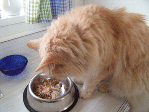 Orlando Enjoys A Snack