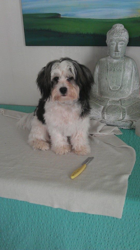 Ds first haircut before 9 11