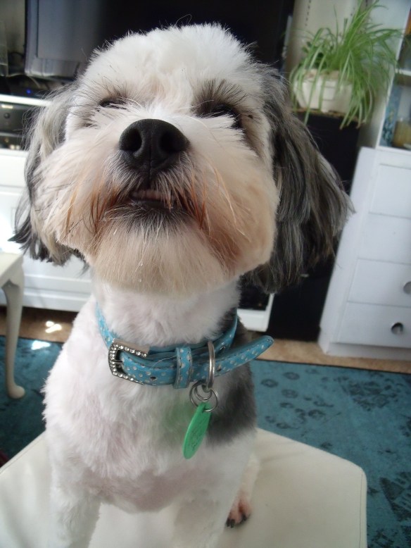 Siddy had his haircut last week in a #1, he is ready for the army!