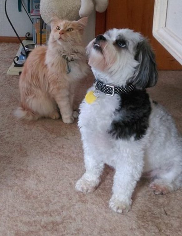 TREAT TIME NOV 20 cropped